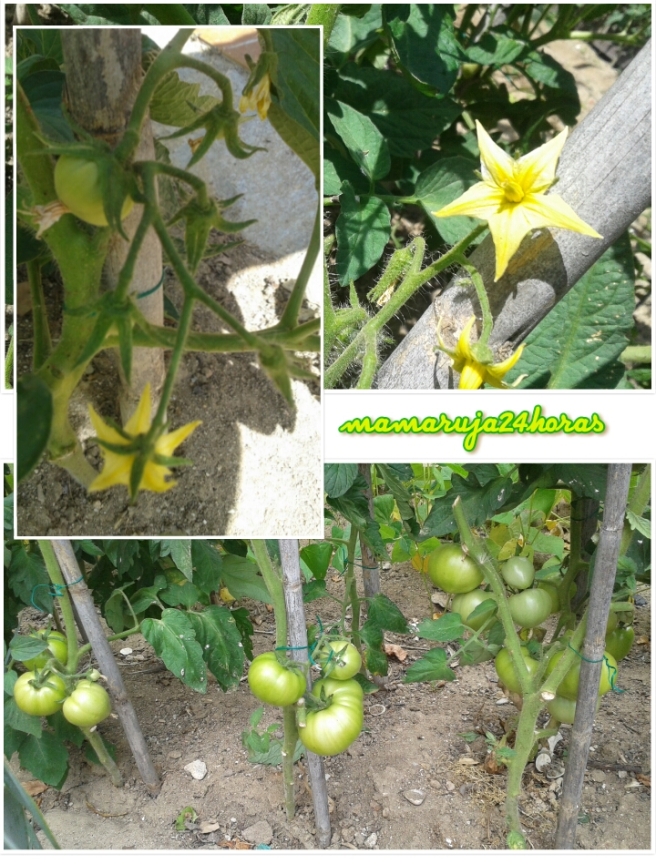 Progreso tomates